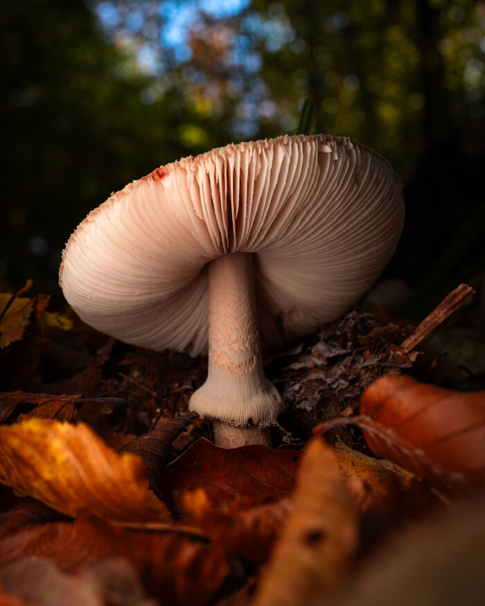 Award-winning photographer captures the beauty of nature: an extraordinary close-up portrait of a mushroom from below.