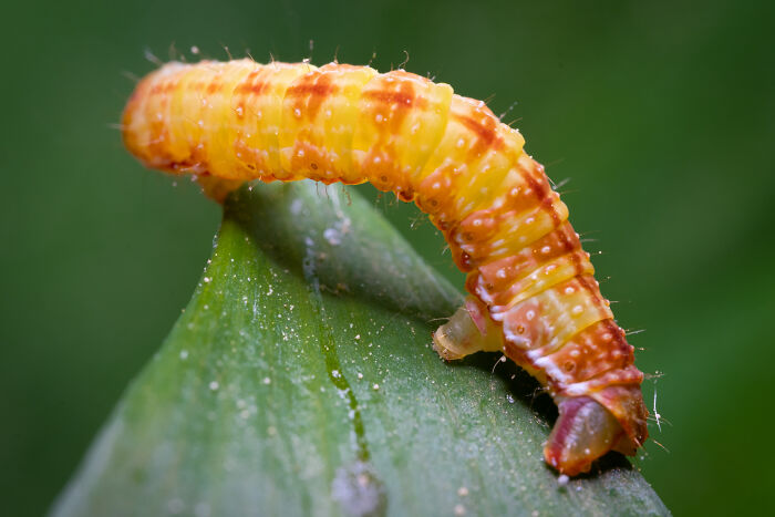Award-winning photographer captures the beauty of nature: an extraordinary close-up portrait of a caterpillar on a leaf.