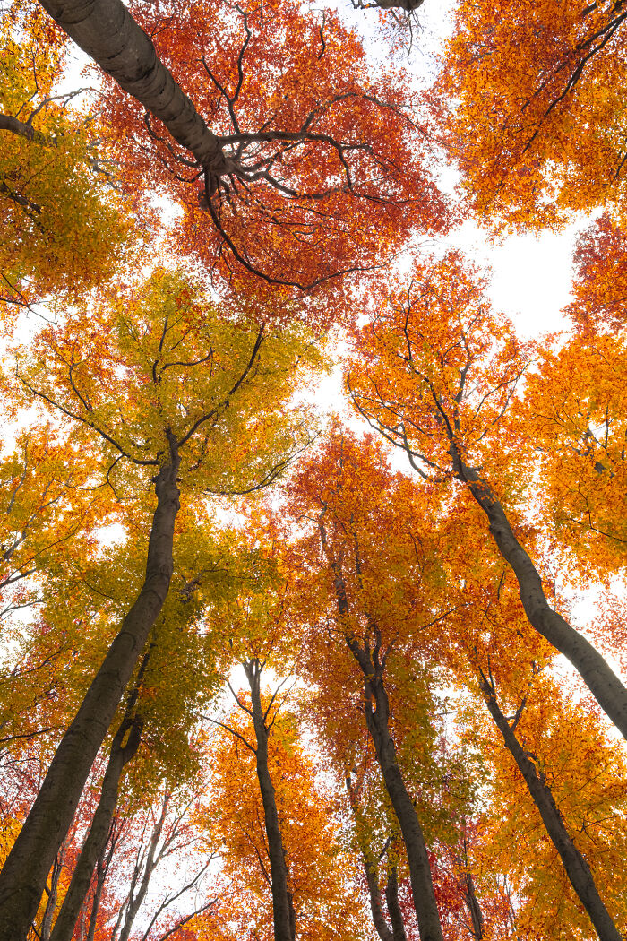 Award-winning photographer captures the beauty of nature through extraordinary close-up portraits of tall autumn trees.