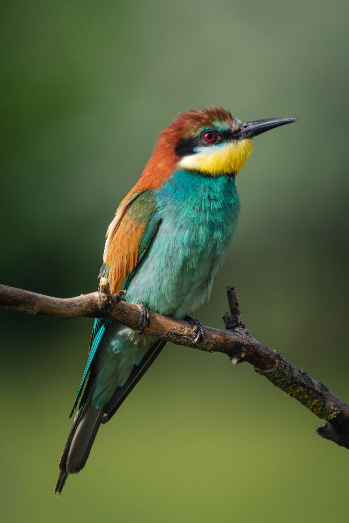 Award-winning photographer captures the beauty of nature: a vibrant close-up portrait of a colorful bird on a branch.