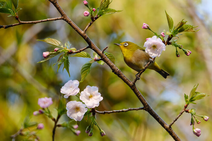 Award-winning photographer captures the beauty of nature: a close-up portrait of a bird perched on a blossoming branch.