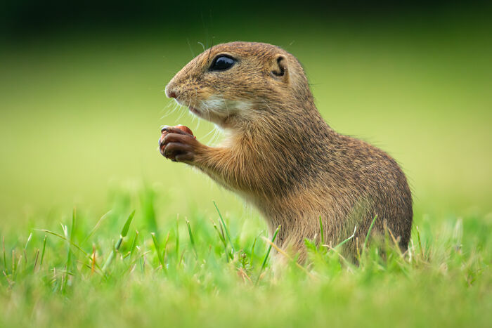 Award-winning photographer captures the beauty of nature through extraordinary close-up portraits of a small gopher-like animal in green grass.