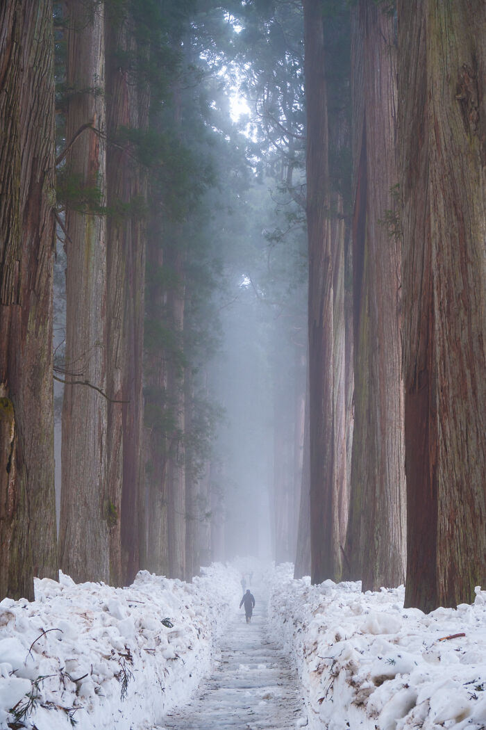 Award-winning photographer captures the beauty of nature through extraordinary close-up portraits of a person walking on a snowy path among tall trees.