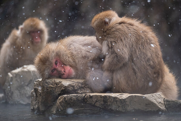 Award-winning photographer captures the beauty of nature through extraordinary close-up portraits of snow monkeys grooming in falling snow.