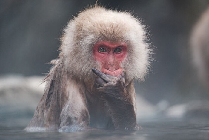 Award-winning photographer captures the beauty of nature through extraordinary close-up portraits of a snow monkey soaking in a hot spring.