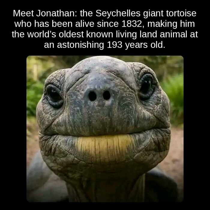 Jonathan, the Seychelles giant tortoise, a 193-year-old living land animal, one of the unseen facts about oldest living animals.