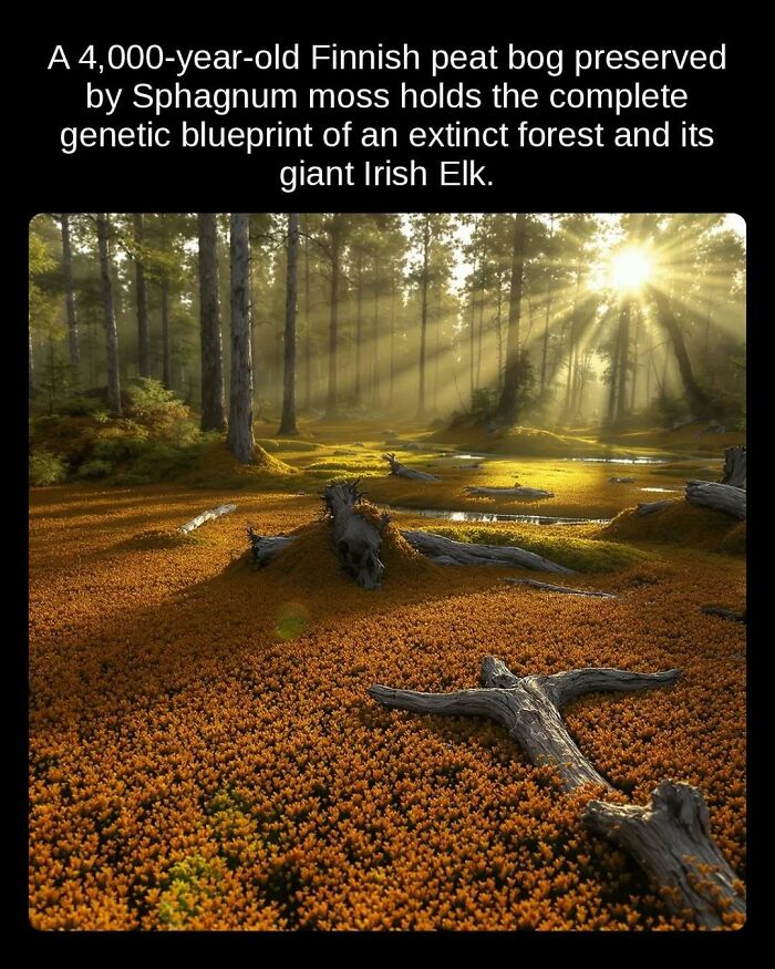 A 4,000-year-old Finnish peat bog with Sphagnum moss, preserving genetic blueprint of an extinct forest, an unseen fact.