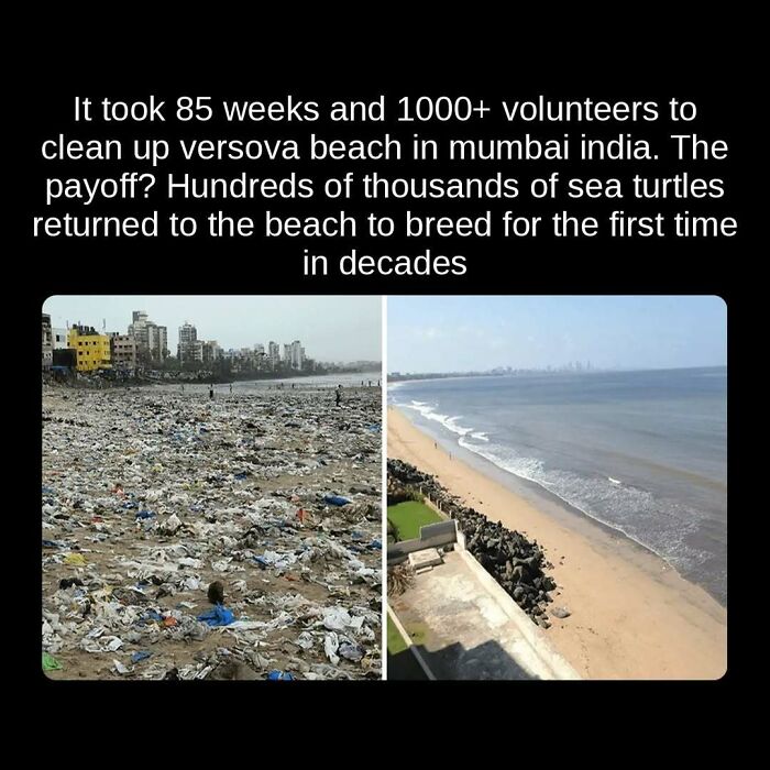 A before-and-after image of Versova Beach in Mumbai, showing a massive cleanup effort, an unseen fact of environmental restoration.
