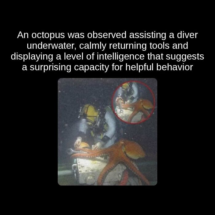 Unseen facts: An octopus assisting a diver underwater, showcasing surprising intelligence and helpful behavior.