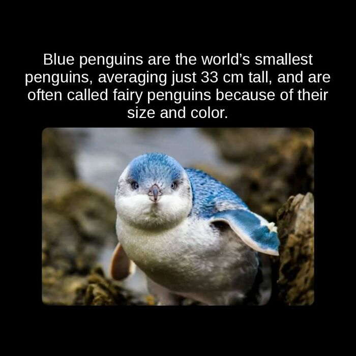 A small blue penguin, also known as a fairy penguin, one of the unseen facts about the animal kingdom.