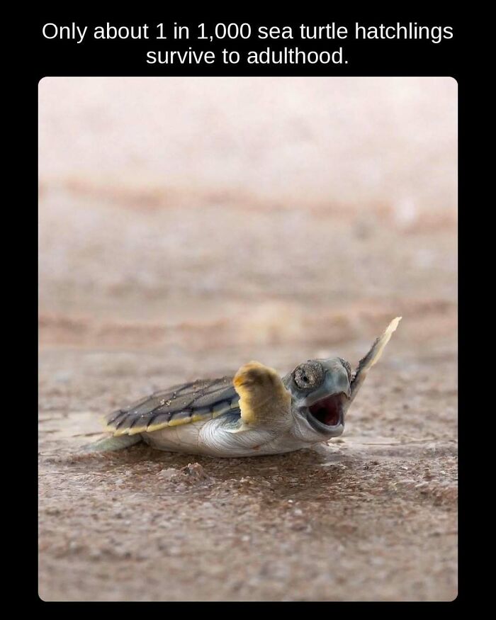 A tiny sea turtle hatchling emerging from the sand, an unseen fact about its survival.