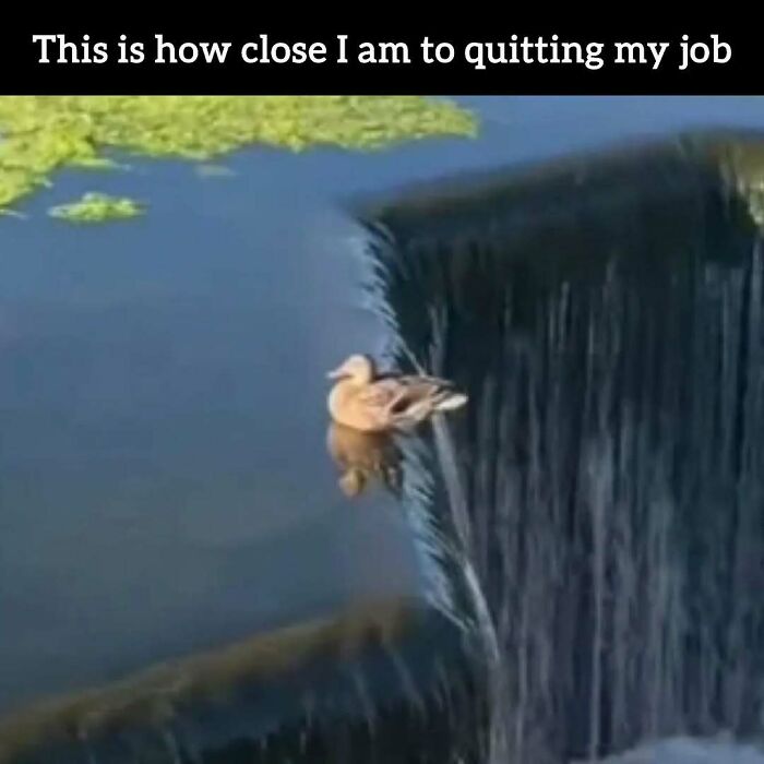 A meme with a duck at the edge of a waterfall, captioned This is how close I am to quitting my job. Relatable memes.