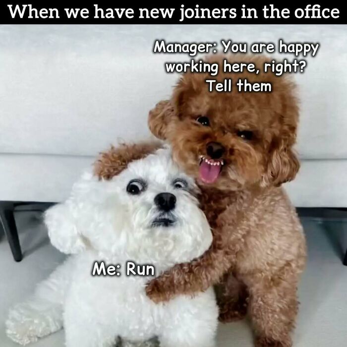 A meme of two dogs, one looking scared, reflecting relatable memes about having to work tomorrow.