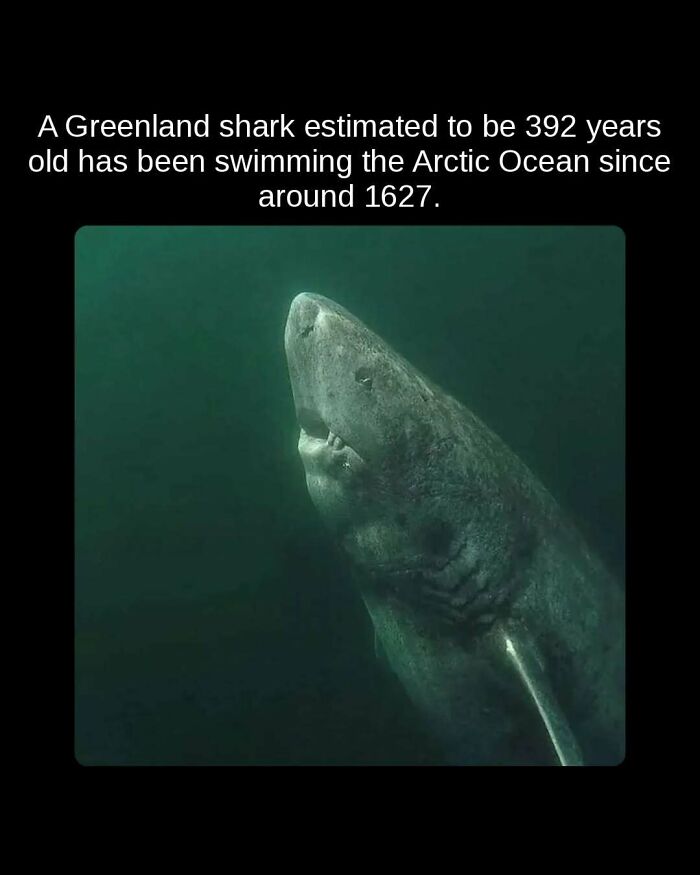 Greenland shark swimming in the Arctic Ocean, an unseen fact about its estimated age of 392 years.