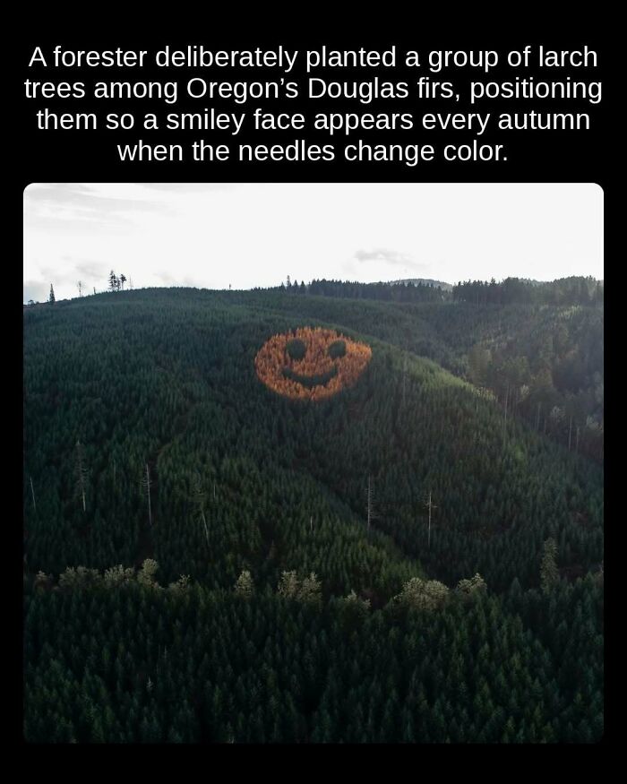 Smiley face made of larch trees among Douglas firs on a hillside, an unseen fact creating an autumn display.