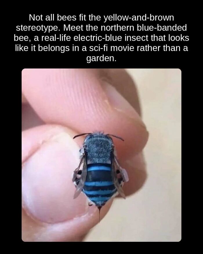 Unseen facts: The northern blue-banded bee, an electric-blue insect, defies stereotypes and is an amazing unseen fact.