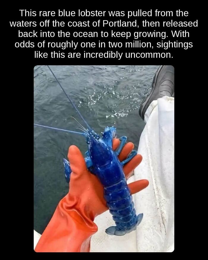 A person holding a rare blue lobster, highlighting unseen facts about marine biology.