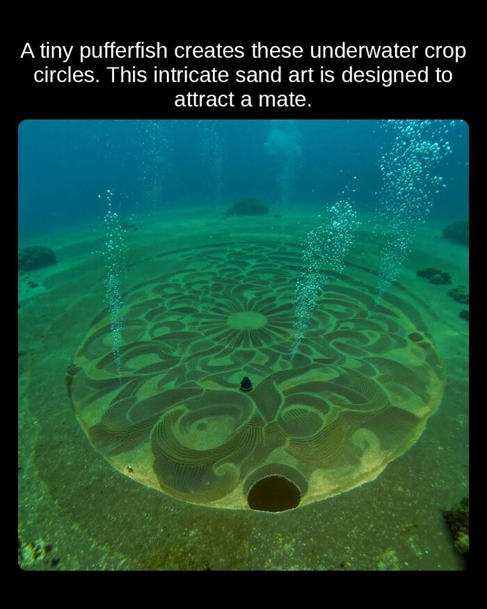 An intricate underwater sand art design created by a pufferfish to attract a mate, one of many unseen facts.