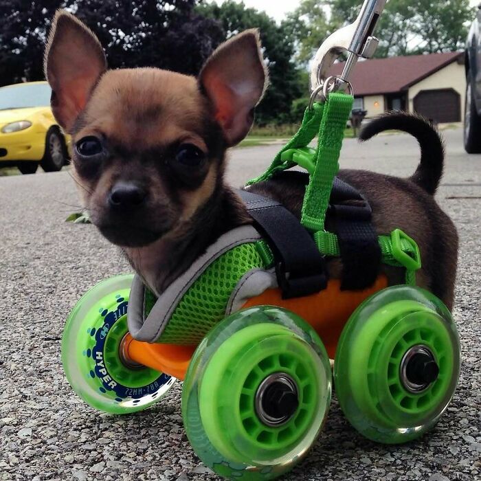An amazing chihuahua puppy in a green and orange 3D printing wheelchair, showing incredible pet mobility creations.