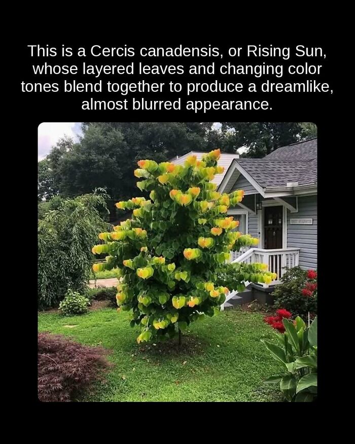 Unseen facts: A Cercis canadensis or Rising Sun tree with layered, color-changing leaves creating a blurred effect.