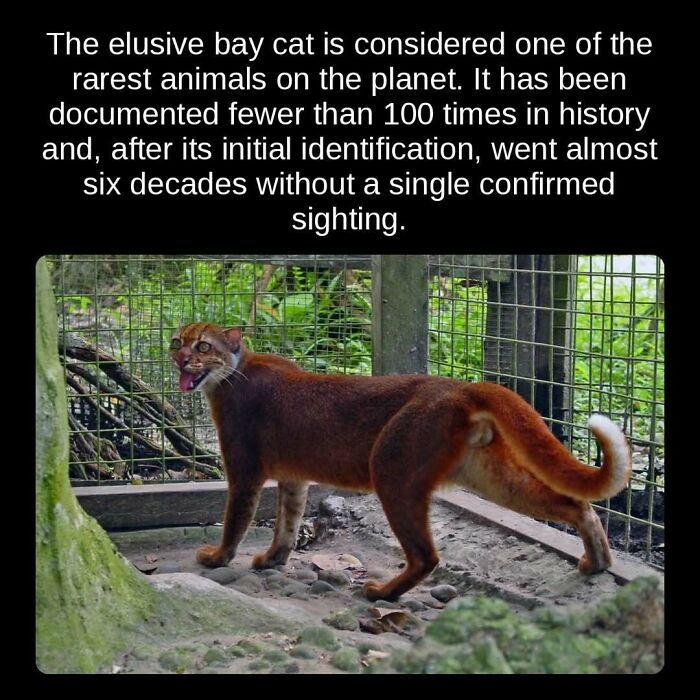 Unseen facts: The elusive bay cat, a rare animal, documented fewer than 100 times, is a fascinating unseen fact.