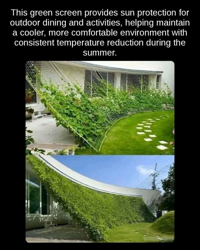 A building with a green screen covered in vines, providing sun protection and demonstrating unseen facts about temperature reduction.