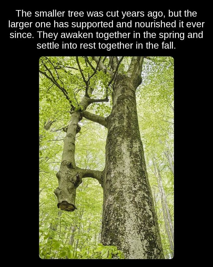 A smaller tree trunk supported by a larger tree, illustrating unseen facts about nature's resilience and connection.
