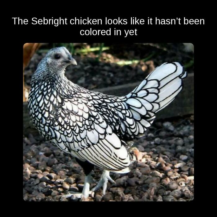 A black and white Sebright chicken, a visually striking bird, sharing unseen facts about unique chicken breeds.