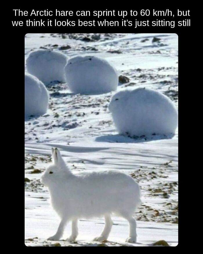 An Arctic hare sitting still in the snow, an unseen fact about its camouflage and habitat.