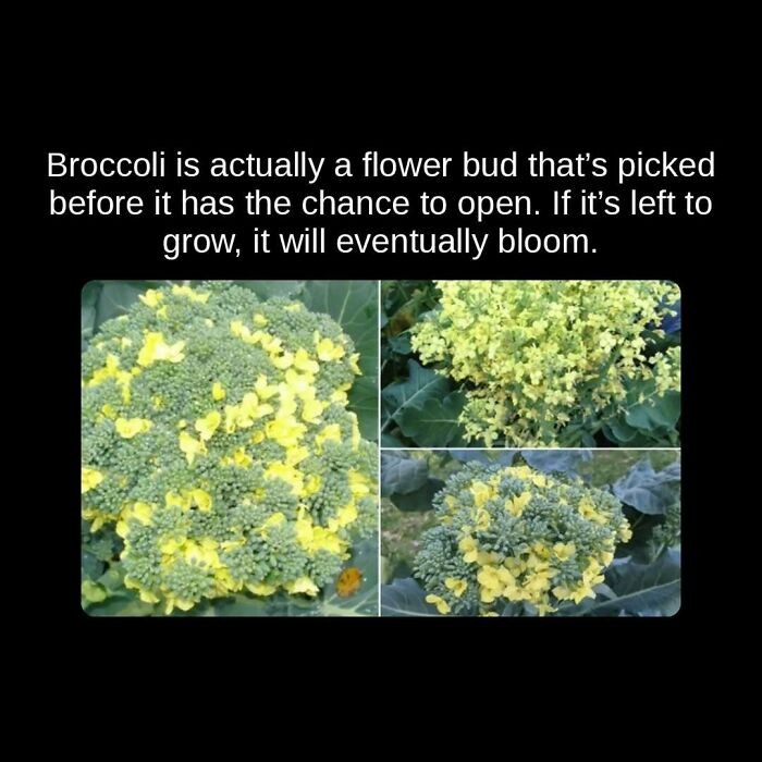 An image showing green broccoli florets with small yellow flowers, revealing an unseen fact about broccoli.