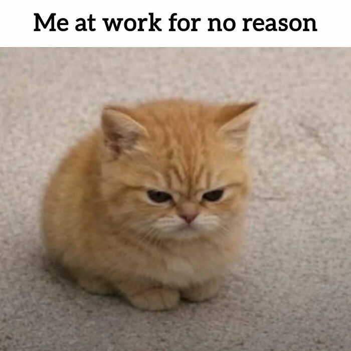 A meme of a grumpy kitten that says Me at work for no reason, reflecting relatable memes about working.