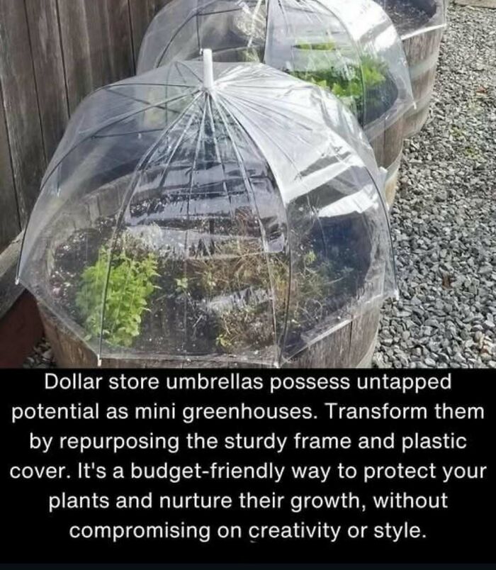 Clear umbrellas repurposed as mini greenhouses, a clever craft project for plant protection and growth.