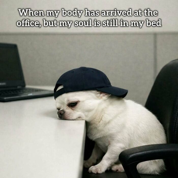 A relatable meme of a dog wearing a cap, looking tired at an office desk, illustrating the dread of working tomorrow.