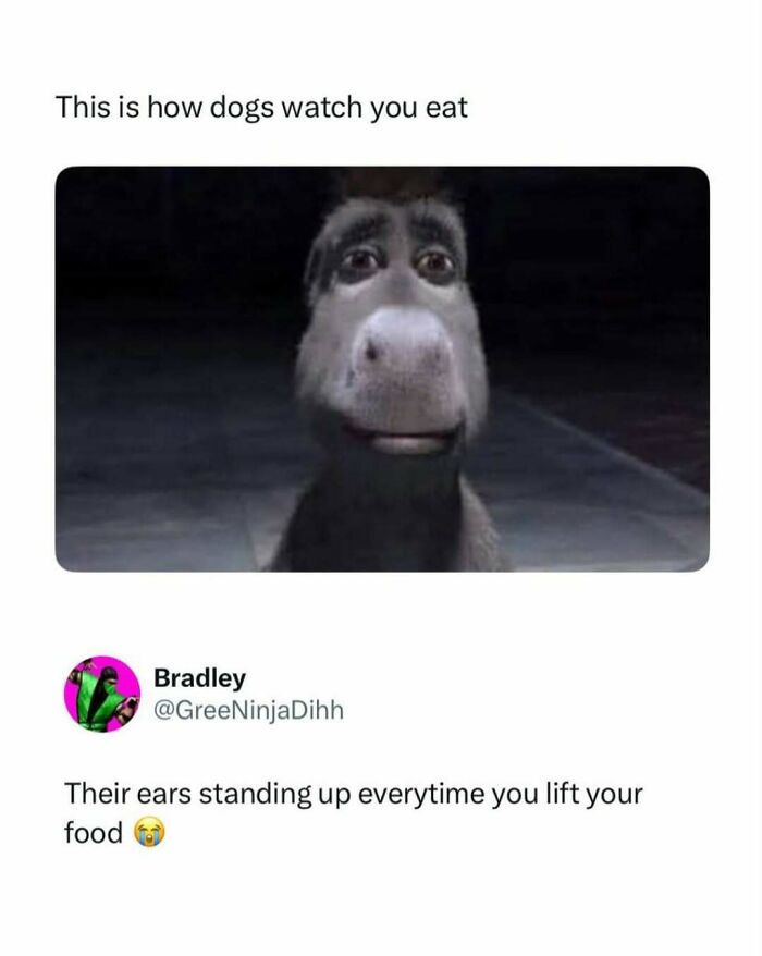 A funny pop culture post showing a close-up of Donkey from Shrek, representing how dogs watch you eat.