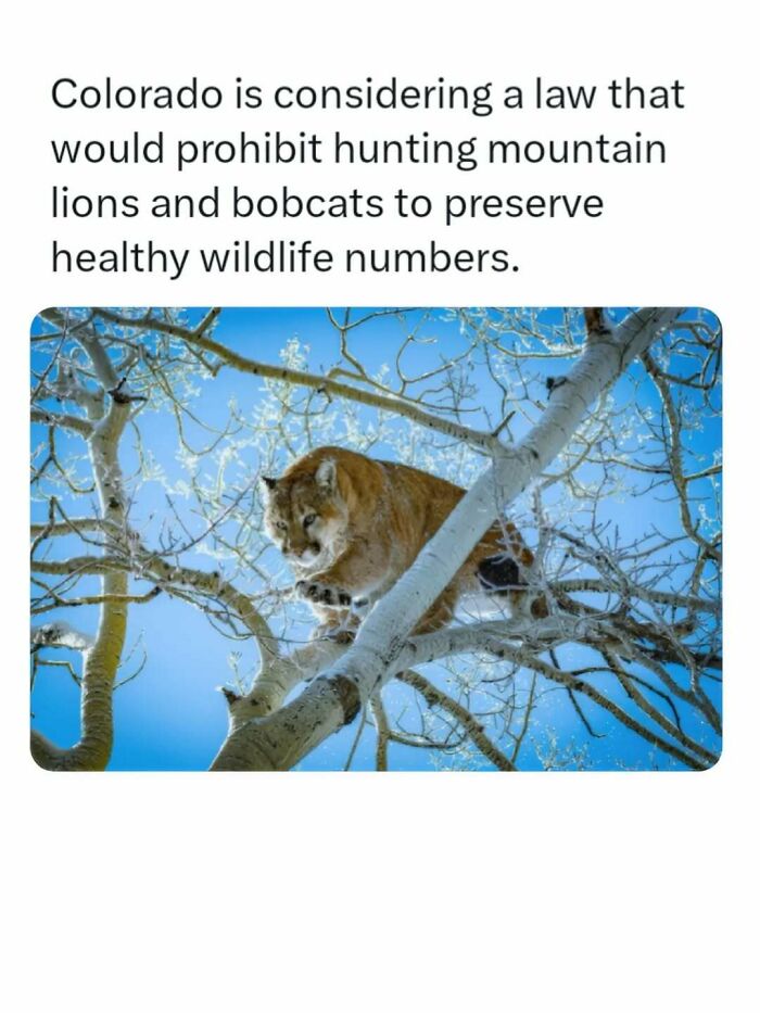 A mountain lion perched in a snow-covered tree, representing interesting facts for animal lovers and wildlife.