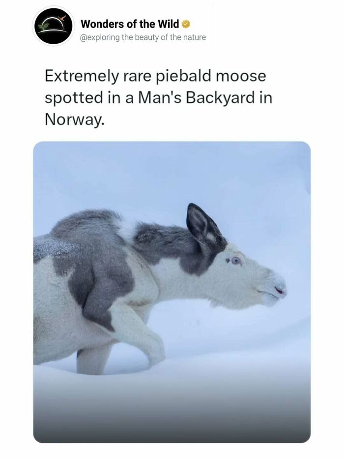An extremely rare piebald moose in Norway, presenting interesting facts for animal lovers.