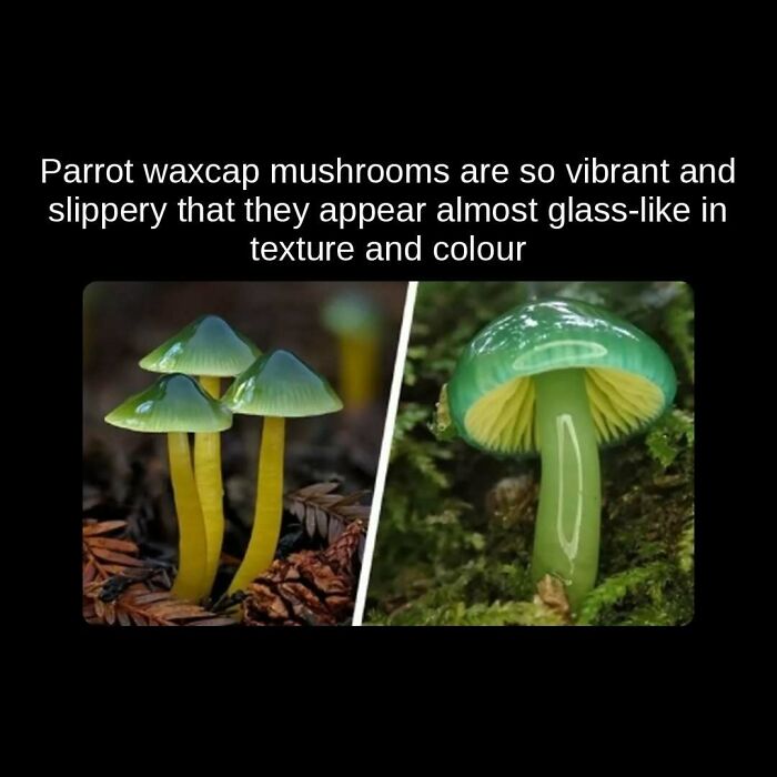 Vibrant parrot waxcap mushrooms, appearing glass-like, reveal unseen facts about nature's beauty.