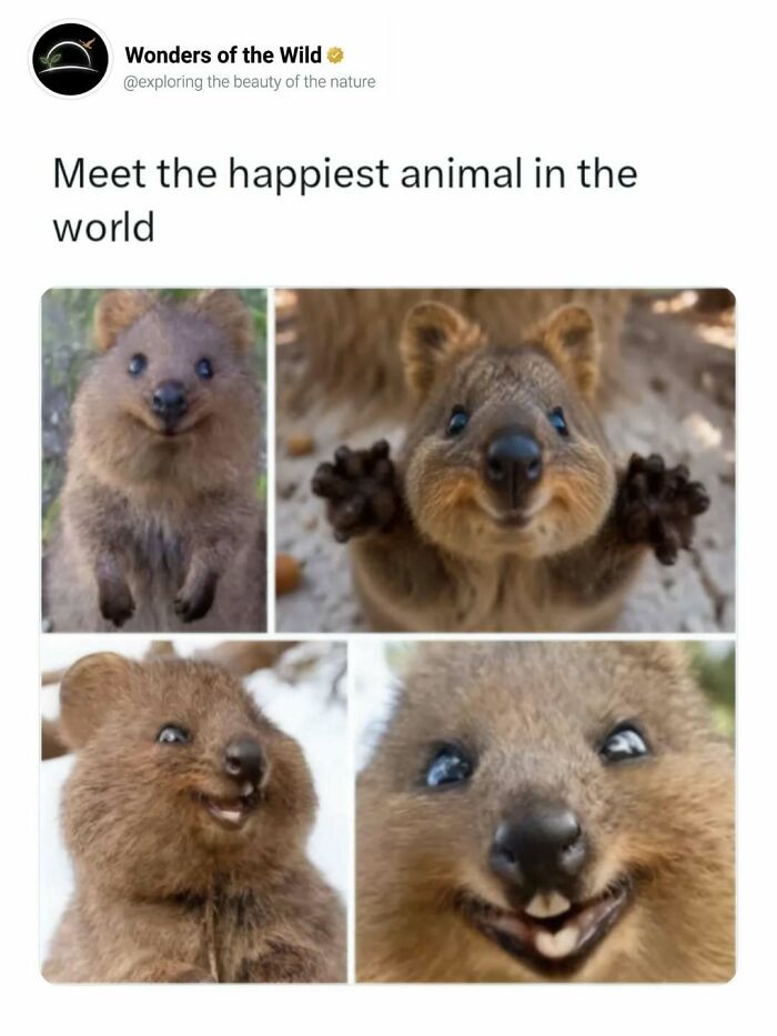 Multiple images of a smiling quokka, considered the happiest animal, delighting animal lovers with interesting facts.