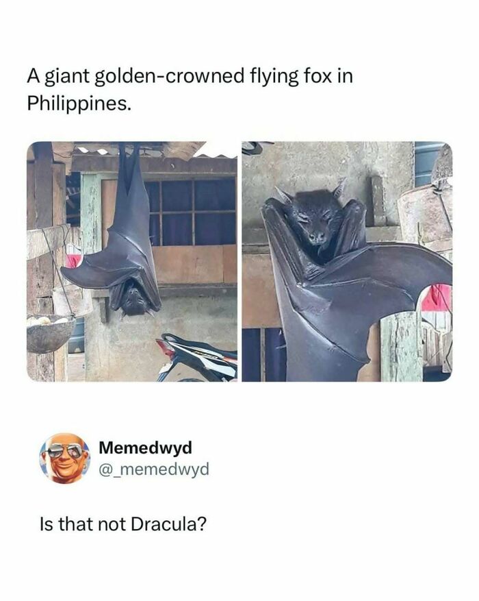 Large golden-crowned flying fox hanging upside down for funny pop culture posts.