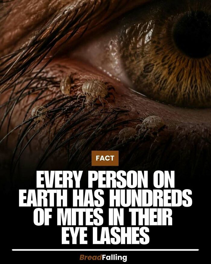 Extreme close-up of an eye with mites on eyelashes, an interesting fact for productive scrolling.