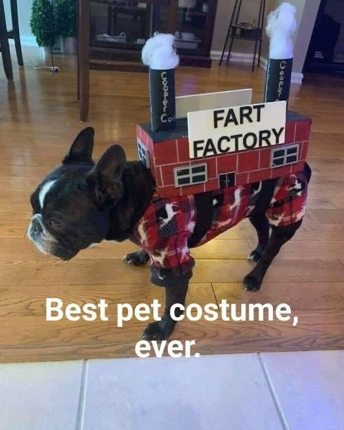 A dog in a Fart Factory costume, one of many clever craft projects to try.