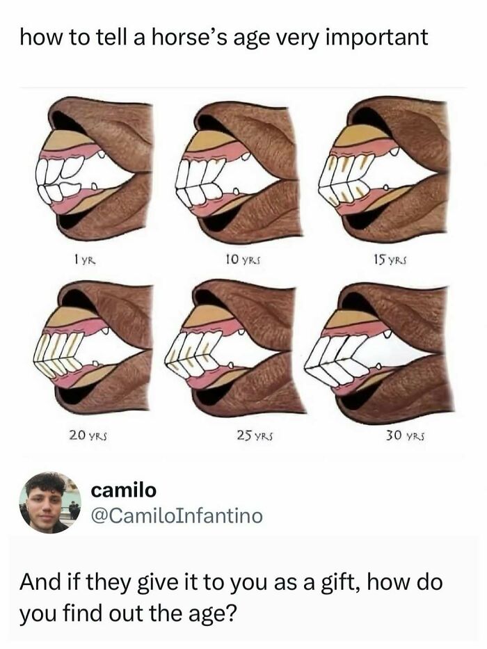 A diagram showing horse teeth at different ages, a funny meme for a quick laugh.