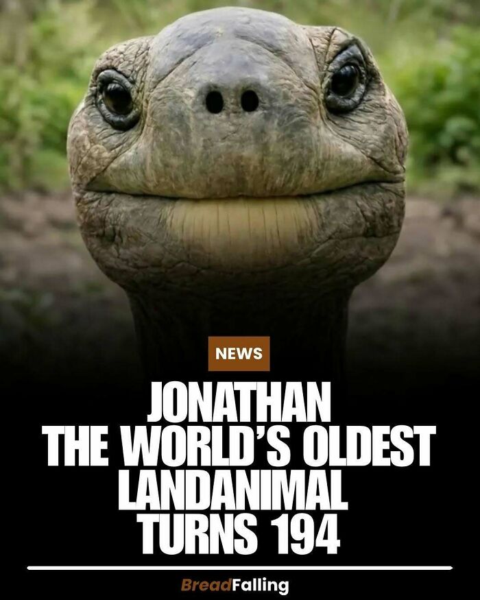 Close-up of Jonathan, the world's oldest land animal, a tortoise, highlighting interesting facts about its age.