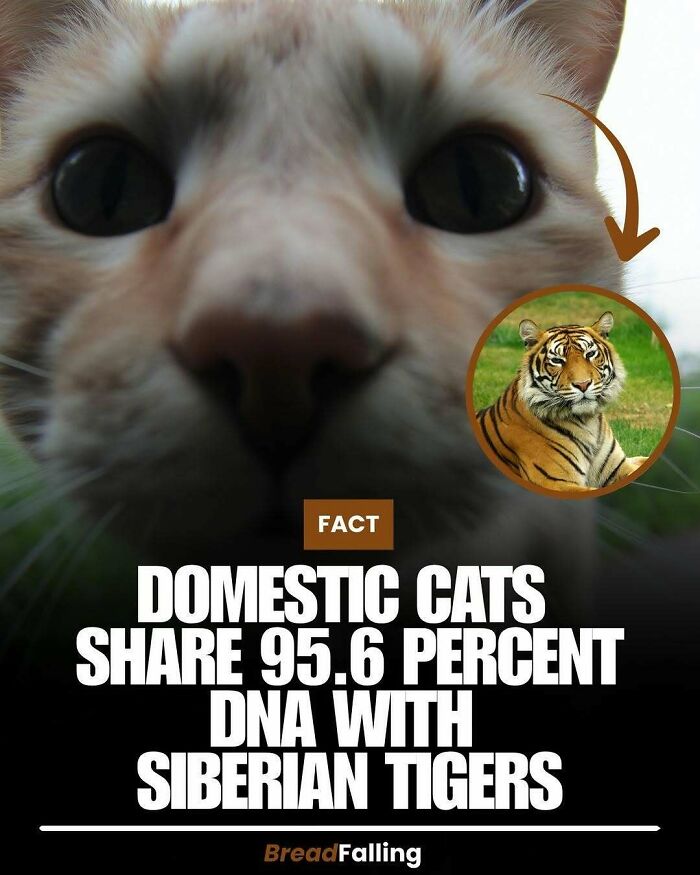 A close-up of a cat with an inset image of a tiger, highlighting interesting facts for productive scrolling.