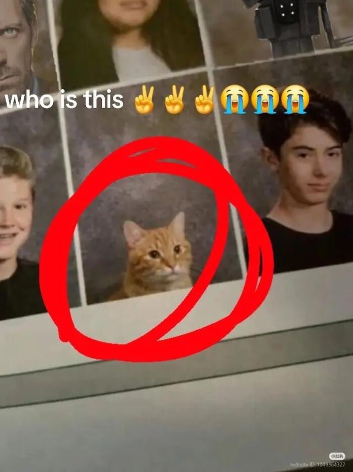 An unhinged meme with a cat's photo in a yearbook, circled in red, alongside other student pictures.