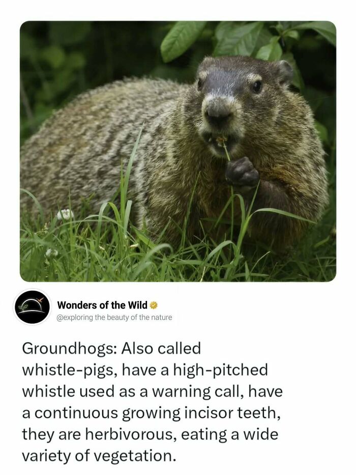 A groundhog, also known as a whistle-pig, eating grass, highlighting interesting animal facts for animal lovers.