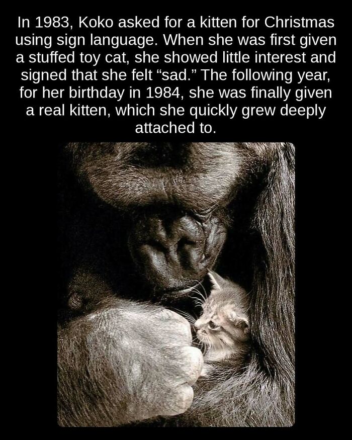 Koko the gorilla hugging her kitten, an unseen fact about interspecies bonding and emotional intelligence.