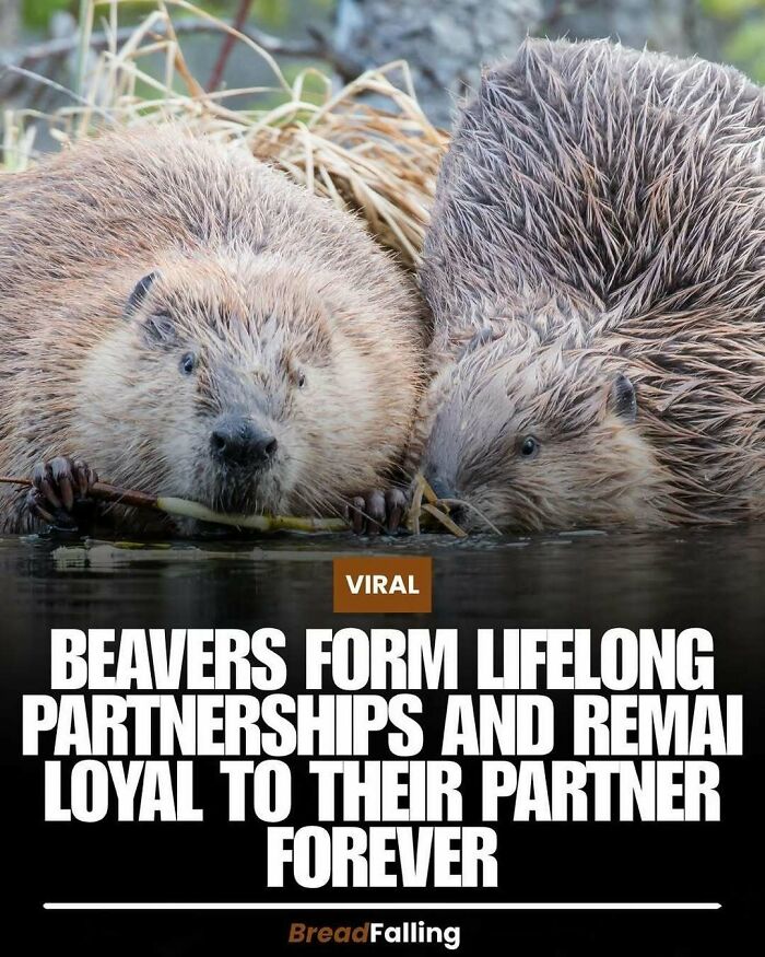 Two beavers in water, representing an interesting fact about loyal partnerships for productive scrolling.