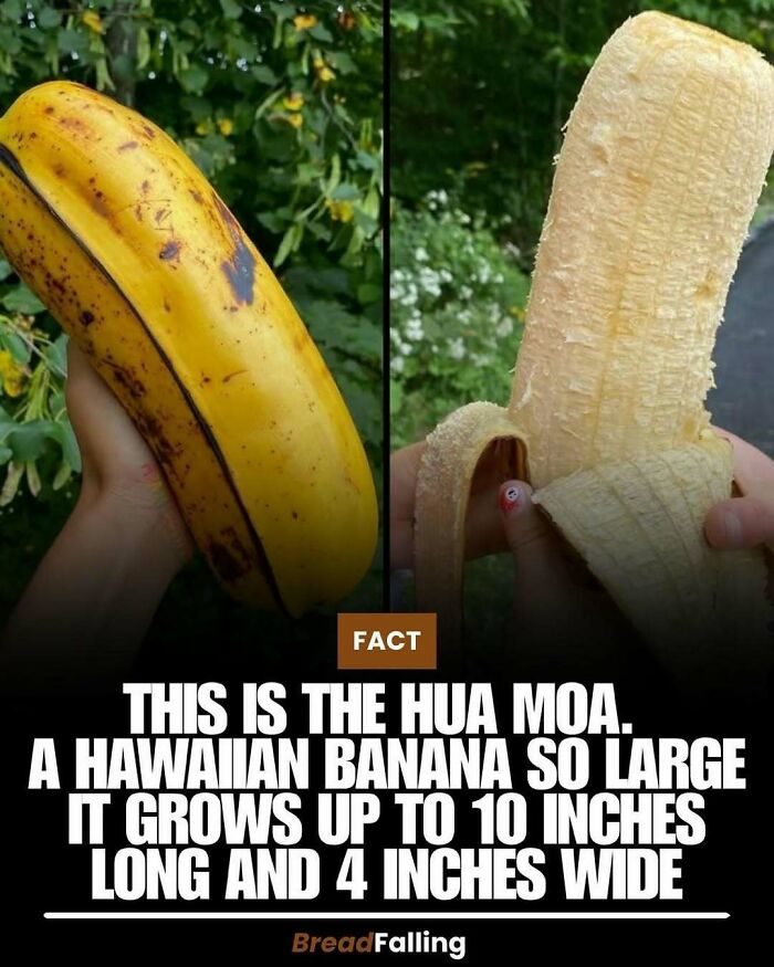 Interesting facts: A person holds a Hua Moa, a large Hawaiian banana, shown both peeled and unpeeled.