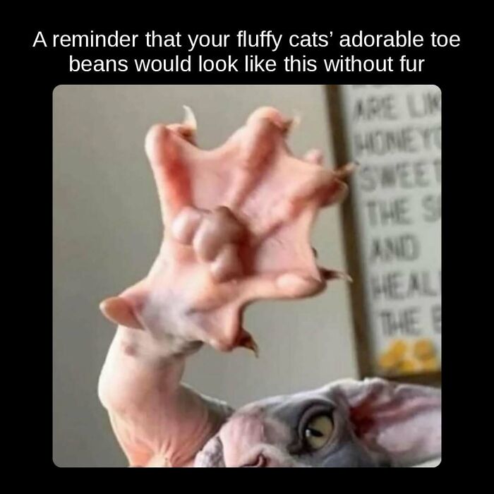 A hairless cat's paw, revealing unseen facts about what cats' toe beans look like without fur.